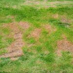 How to Make Brown Lawn Green Again
