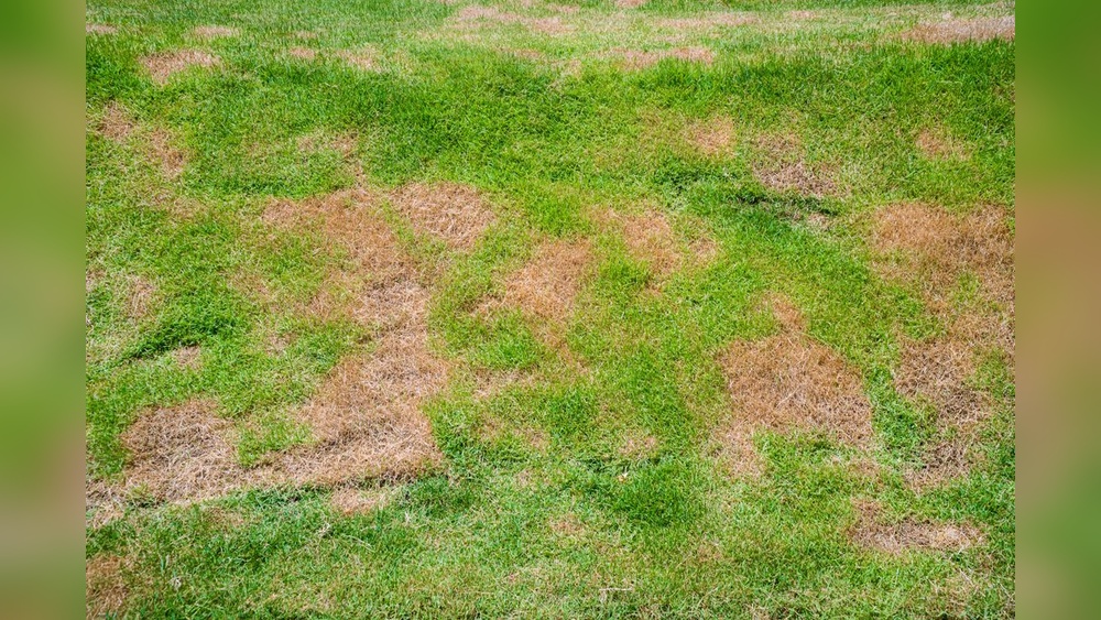 How to Make Brown Lawn Green Again