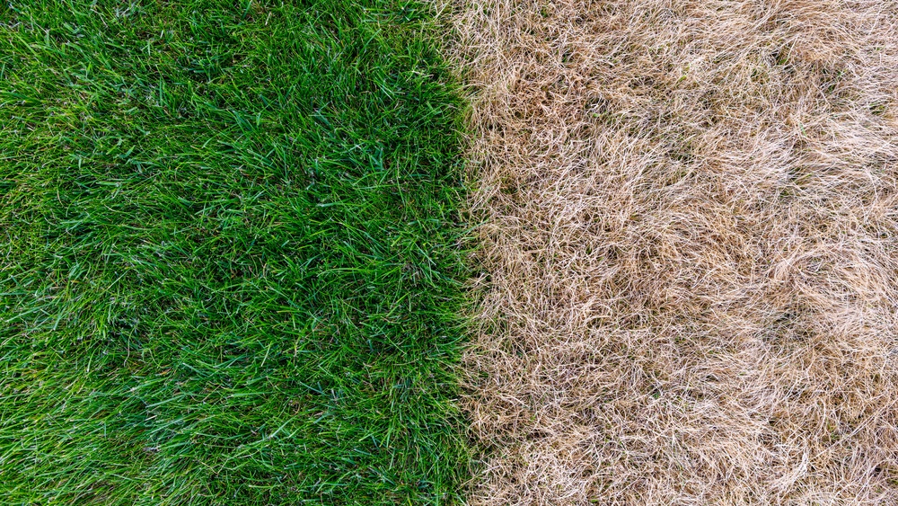 How to Make Your Grass Green Again