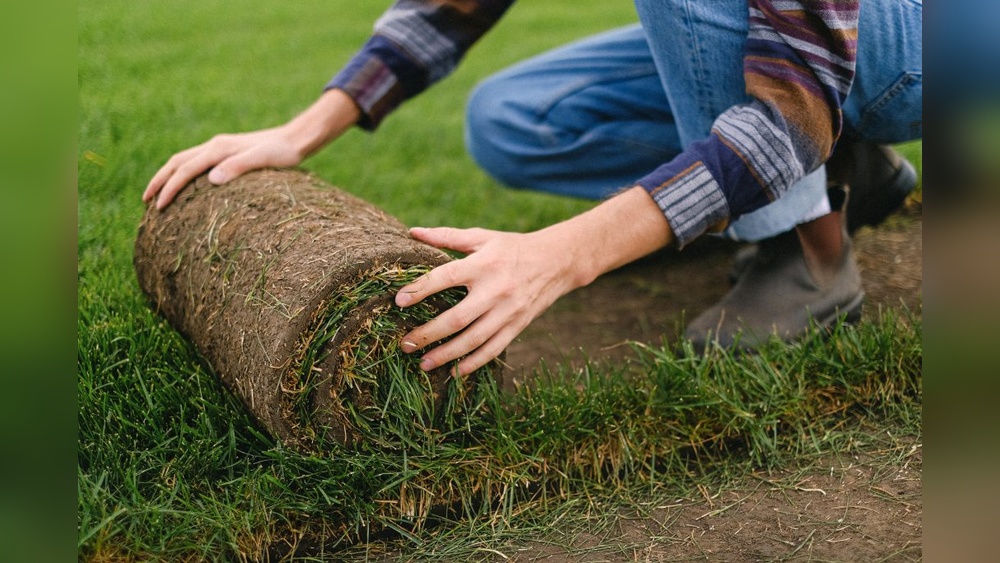 Should I Aerate After Rolling Lawn?