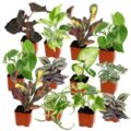 Best Indoor Garden Plants