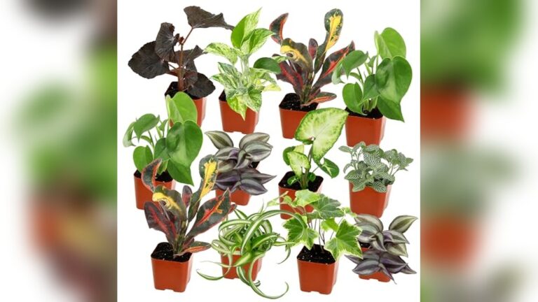 Home Best Indoor Garden Plants